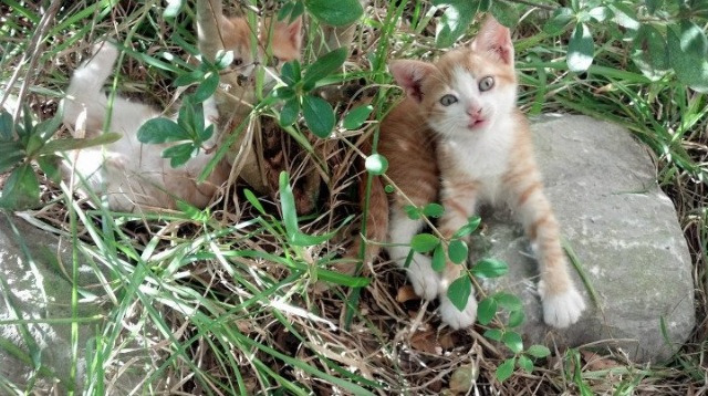 开云体育app注册-西甲“火力全开”：巴萨皇马连续破门