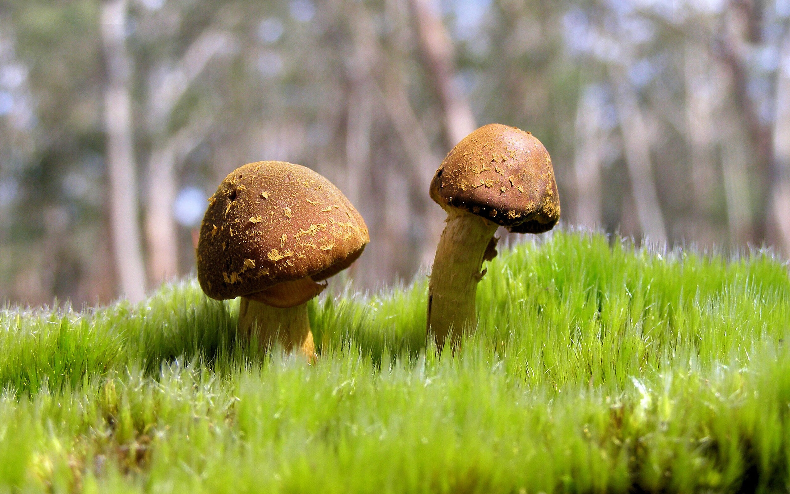 开云体育在线下载-北京鸭赛季目标明确全力冲击前列，北京鸭苗图片  第2张