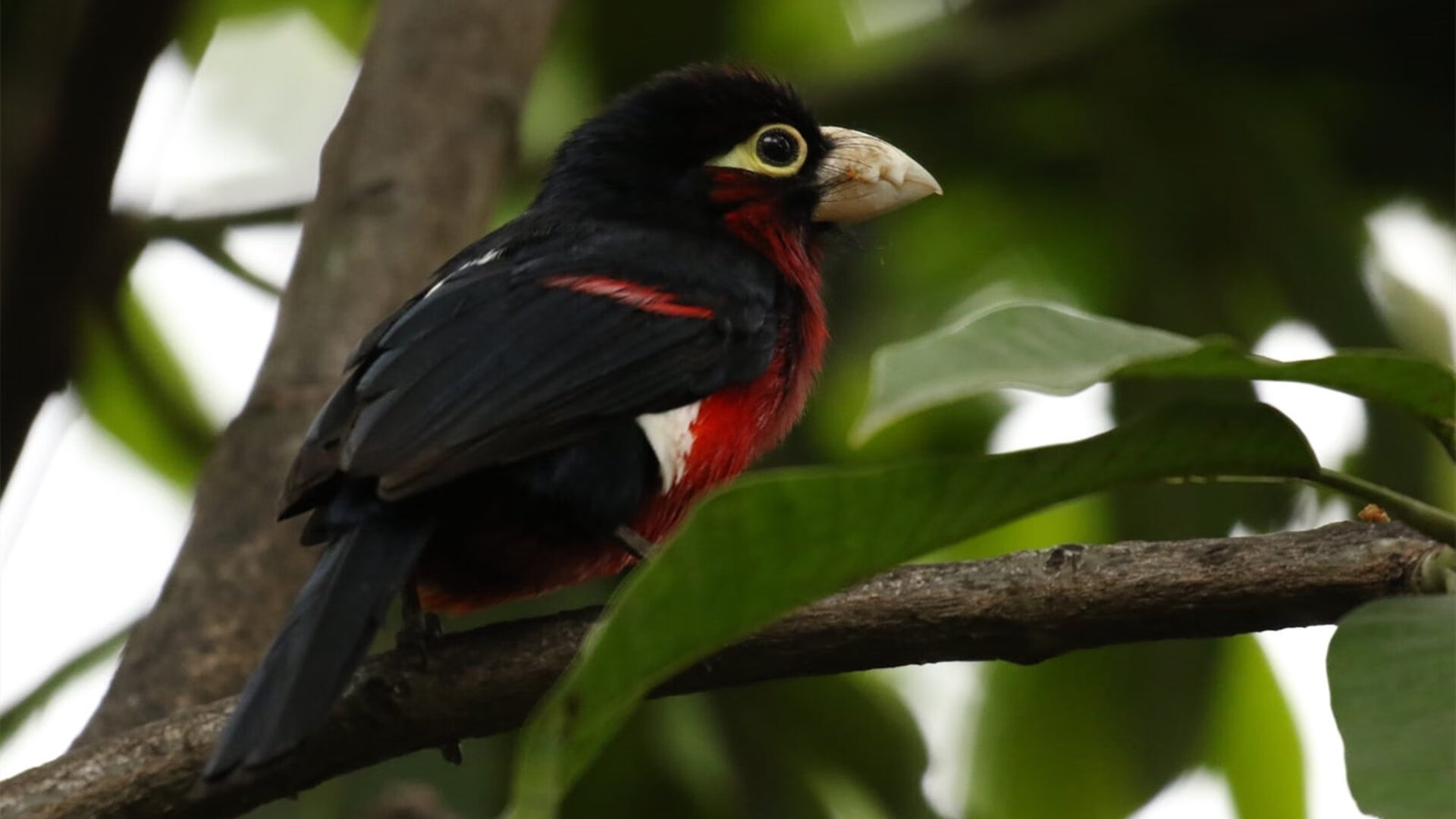 开云在线入口-中国女排启用新人备战世界大赛预选，中国女排新接应  第2张
