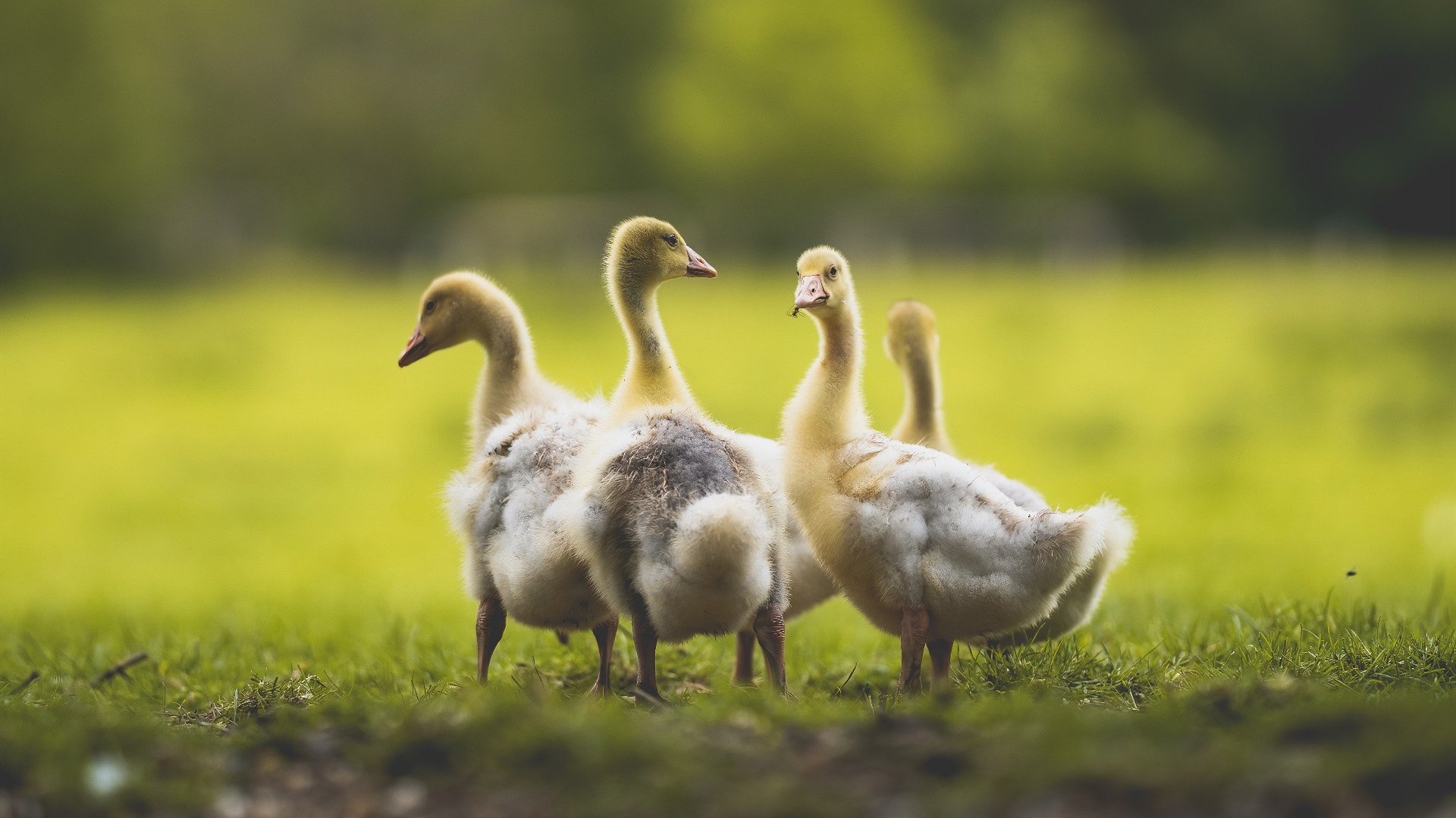 开云体育下载-巴特尔的防守覆盖能力，帮助袋鼠队化解对方进攻威胁，巴特尔会扣篮吗