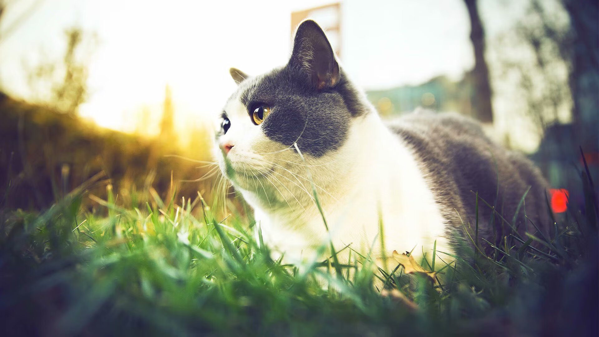 开云体育在线官网-库里担任青少年篮球夏令营总教练，库里初中联赛