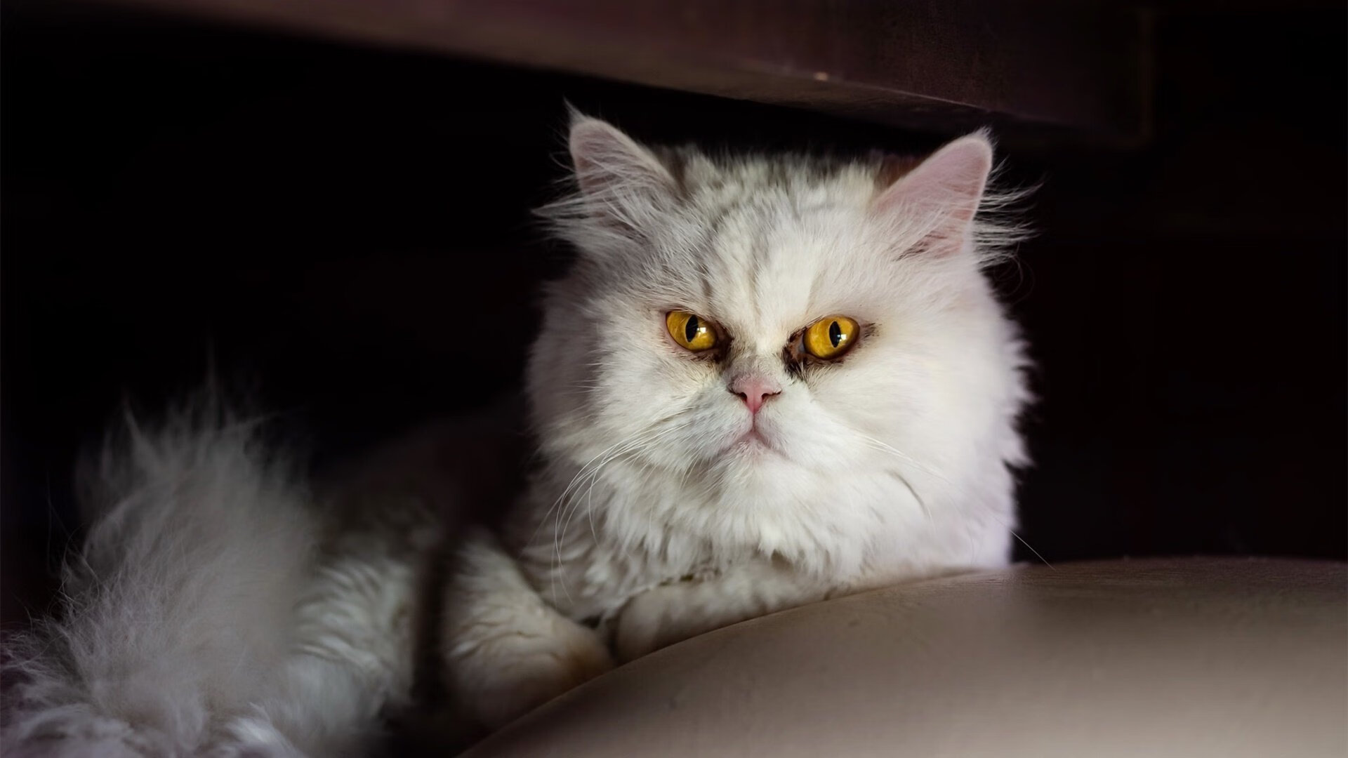 开云体育官网下载-澳大利亚男子4×200米自由泳接力赛场表现亮眼，女子4x200米自由泳澳大利亚队