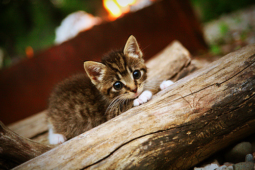 开云体育足球-篮网核心表示全队目标一致全力冲击季后赛，篮网终迎好消息