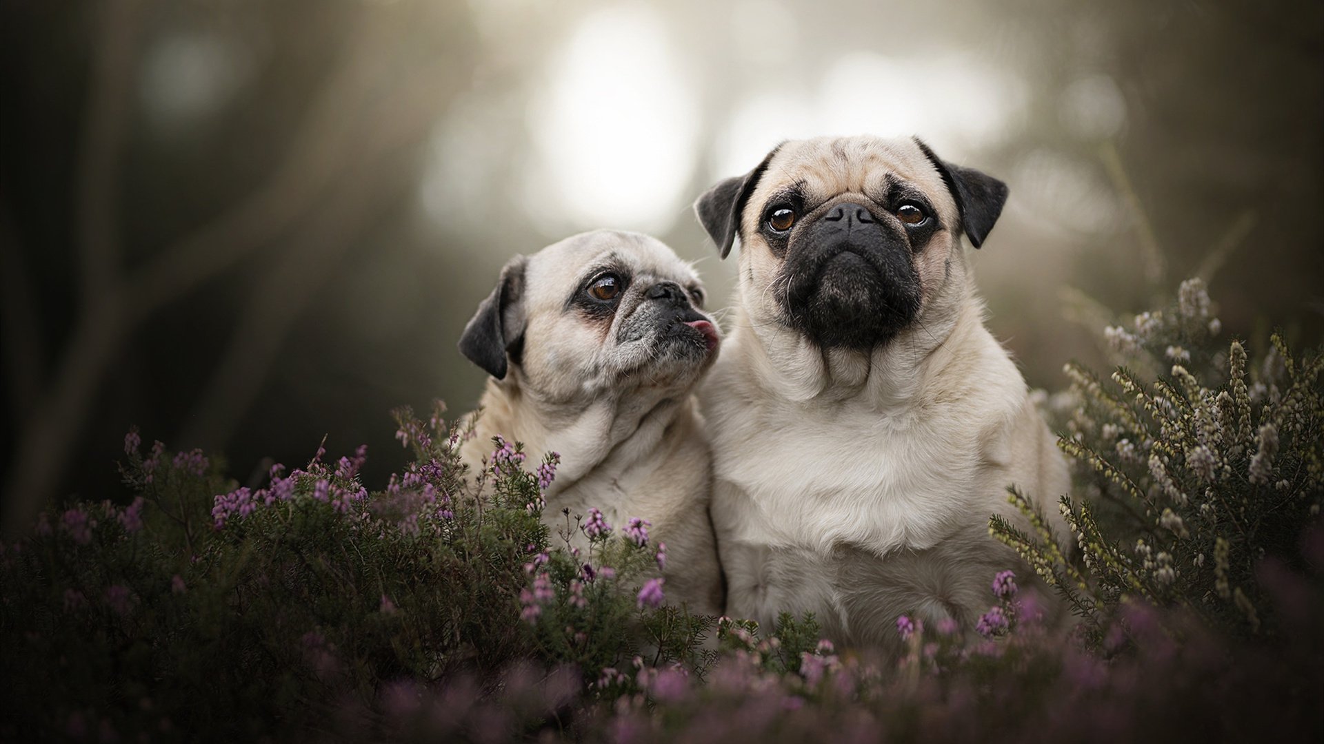 开云体育app官网-美洲杯明星争妍：突破、助攻、精彩纷呈！，美洲杯有哪些明星