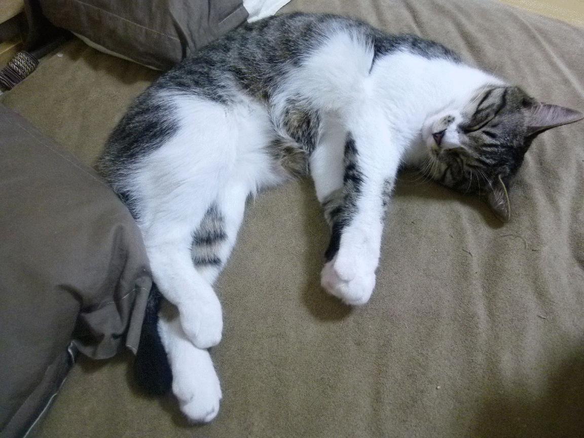 开云体育在线官网-美洲杯明星狂欢：精彩集锦不停歇！，美洲杯巨星