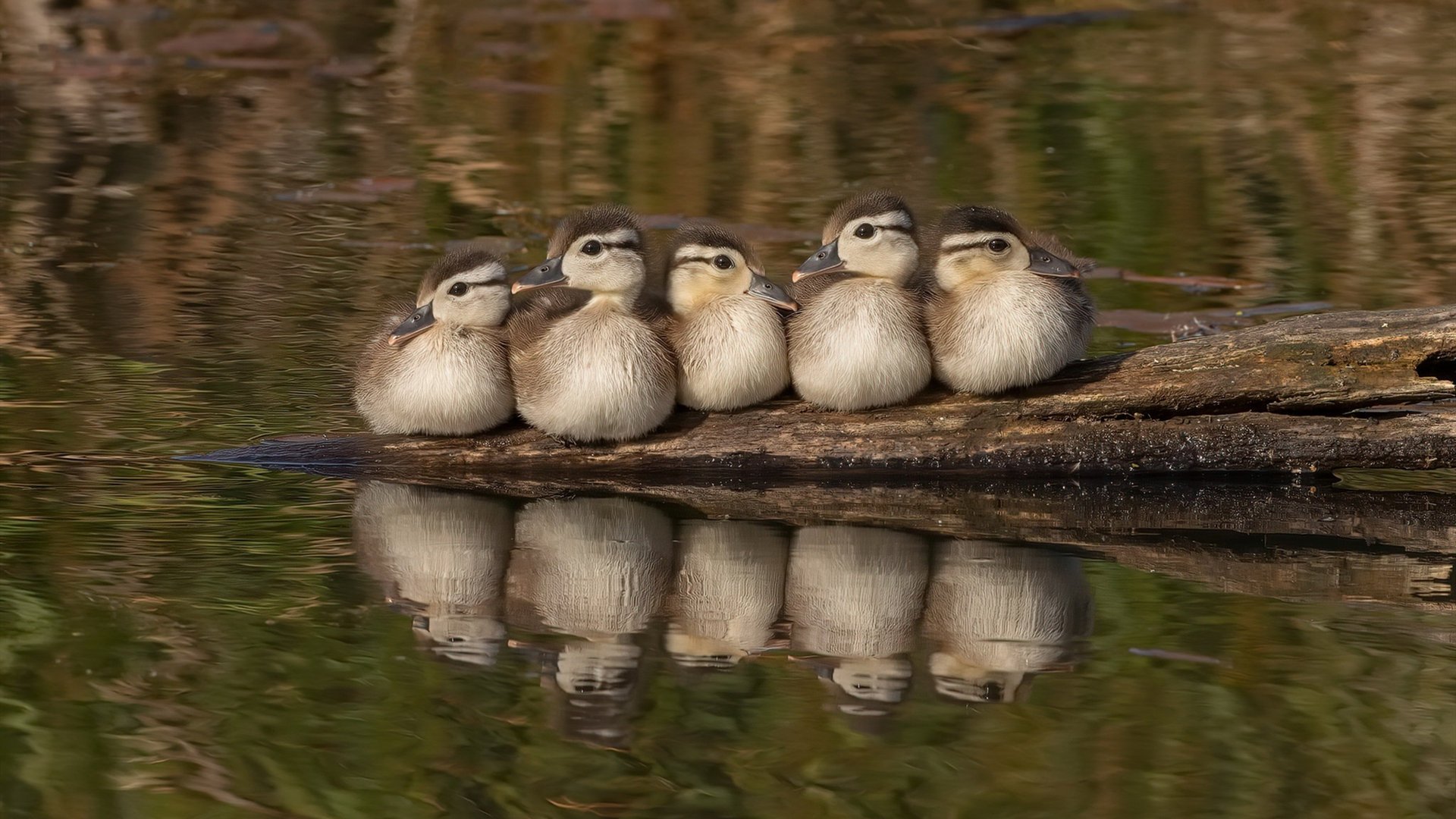 开云体育官网-世界第一首秀大杀四方，德甲要变天？